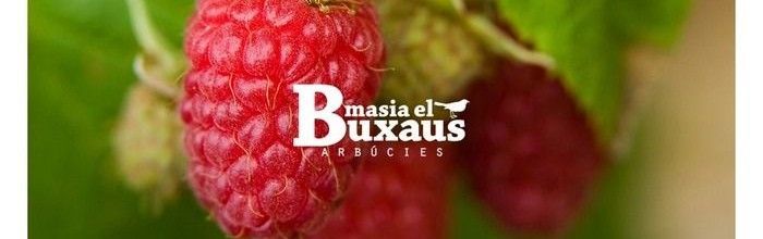 Programació web de El Buxaus